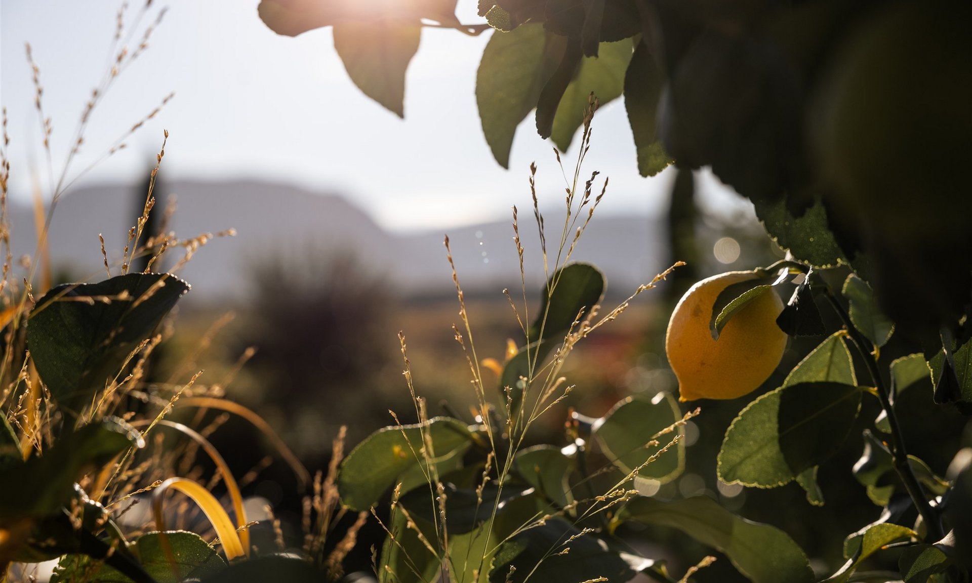 Lingers’ best snapshots Sunlight shines through leaves onto a ripe lemon in the garden