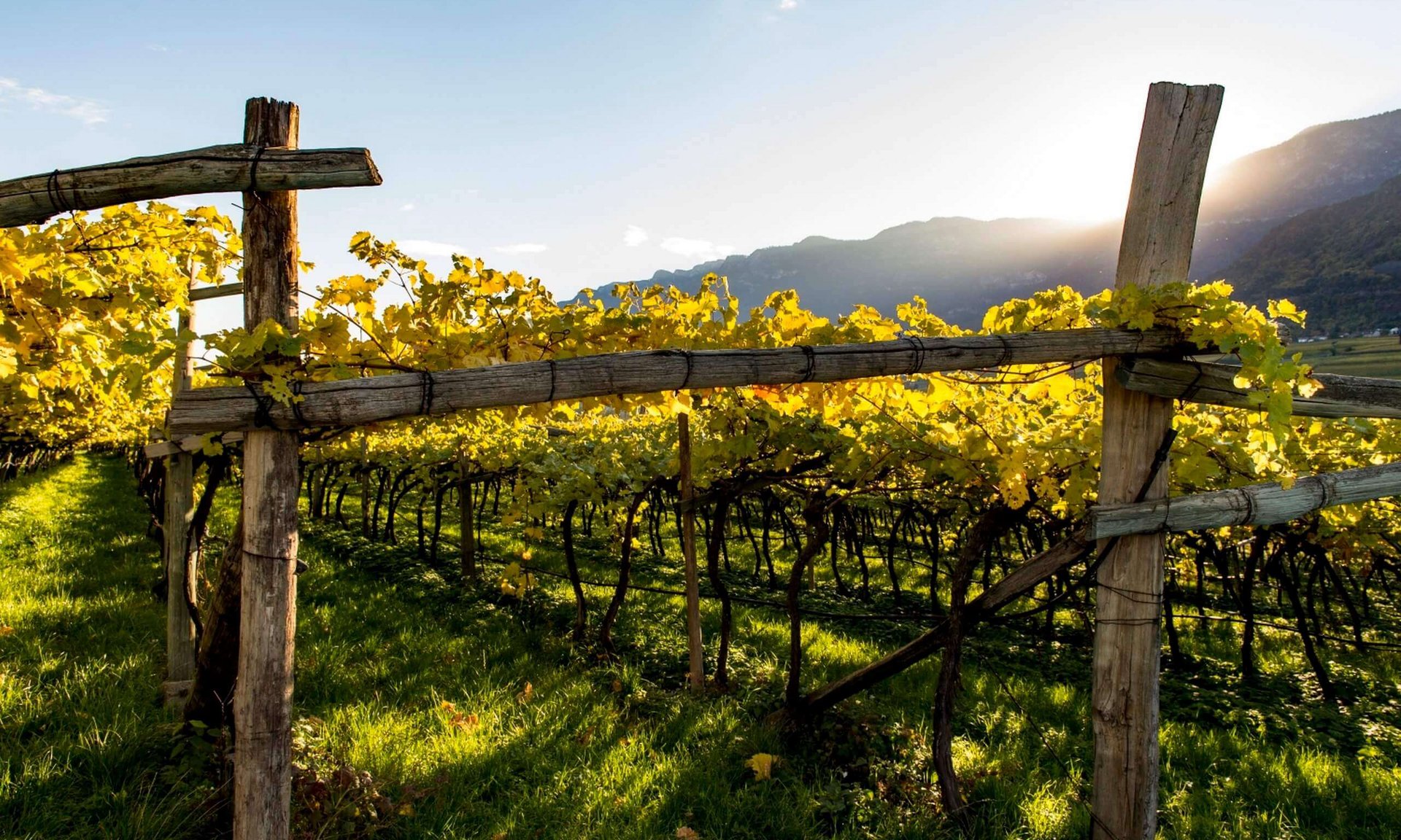 Lingers’ best snapshots Vineyard with sunlit yellow vines and wooden fences in a mountainous landscape