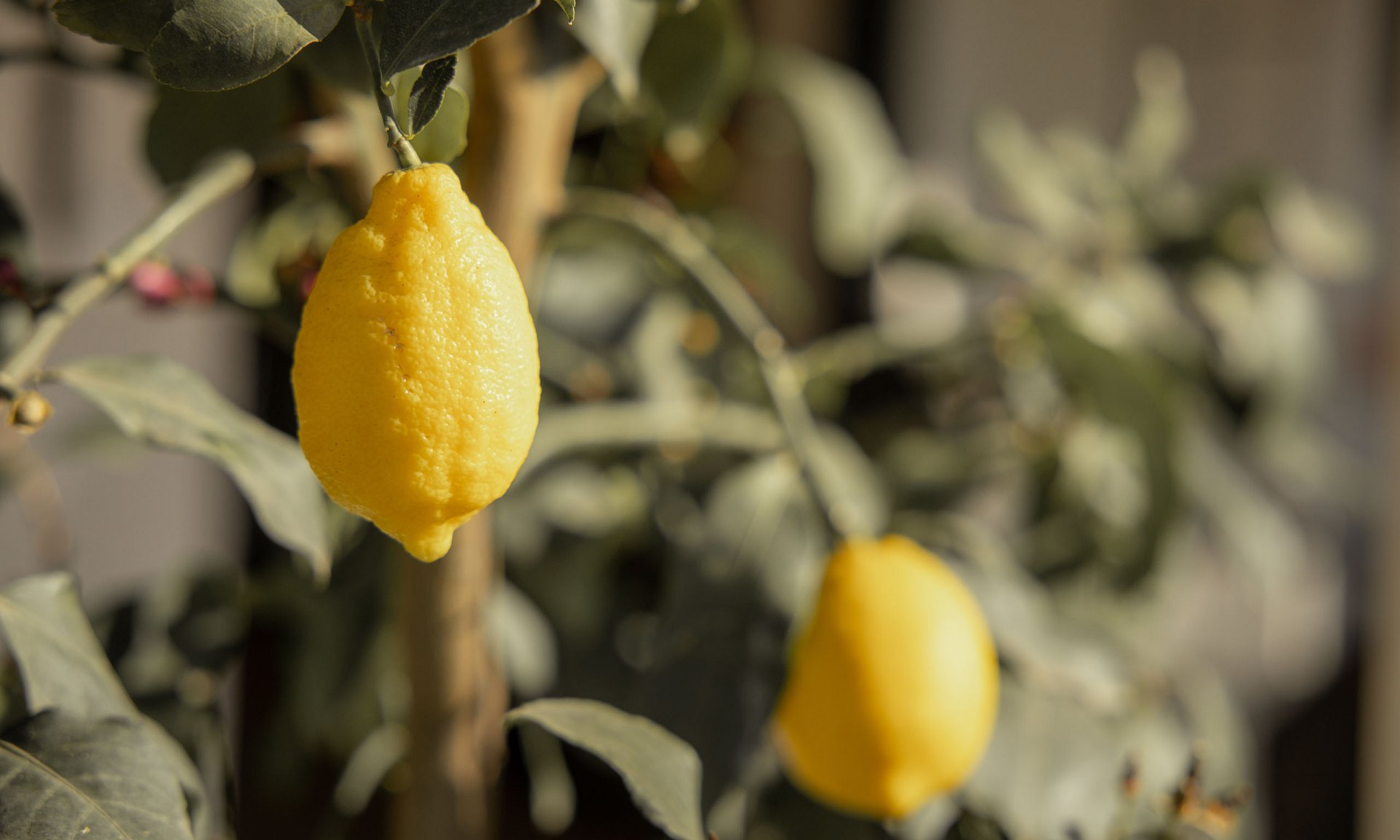Lingers’ best snapshots Ripe lemons hanging on a lemon tree outdoors