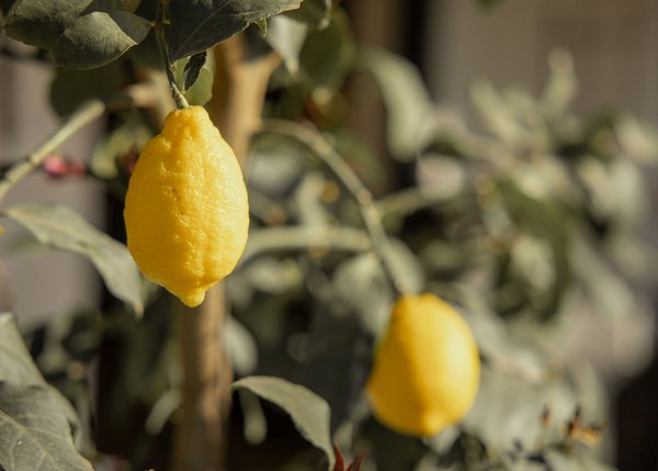 Lingers – Ihr Hotel in Girlan Reife Zitronen hängen an einem Zitronenbaum im Freien