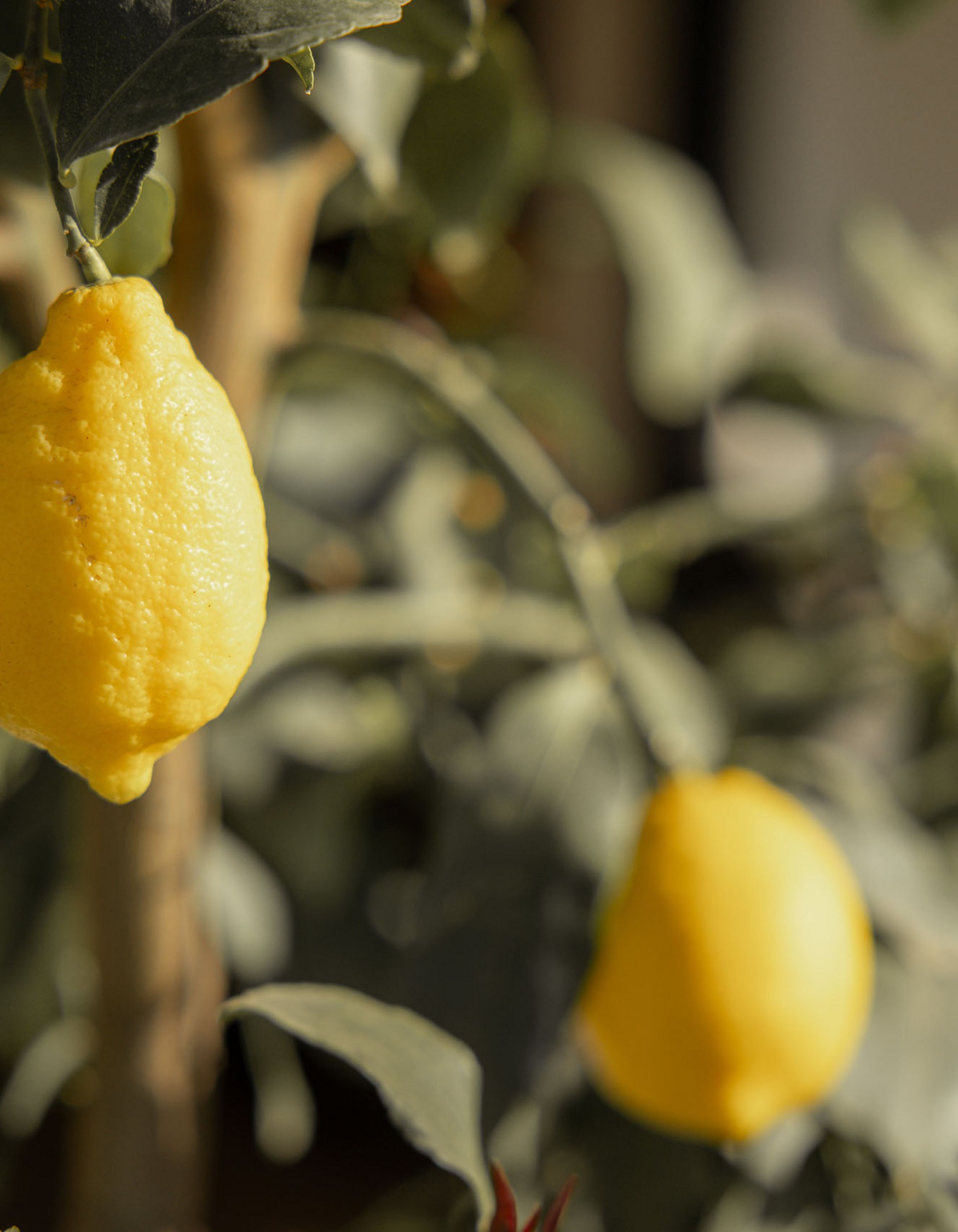 Lingers’ best snapshots Ripe lemons hanging on a lemon tree outdoors